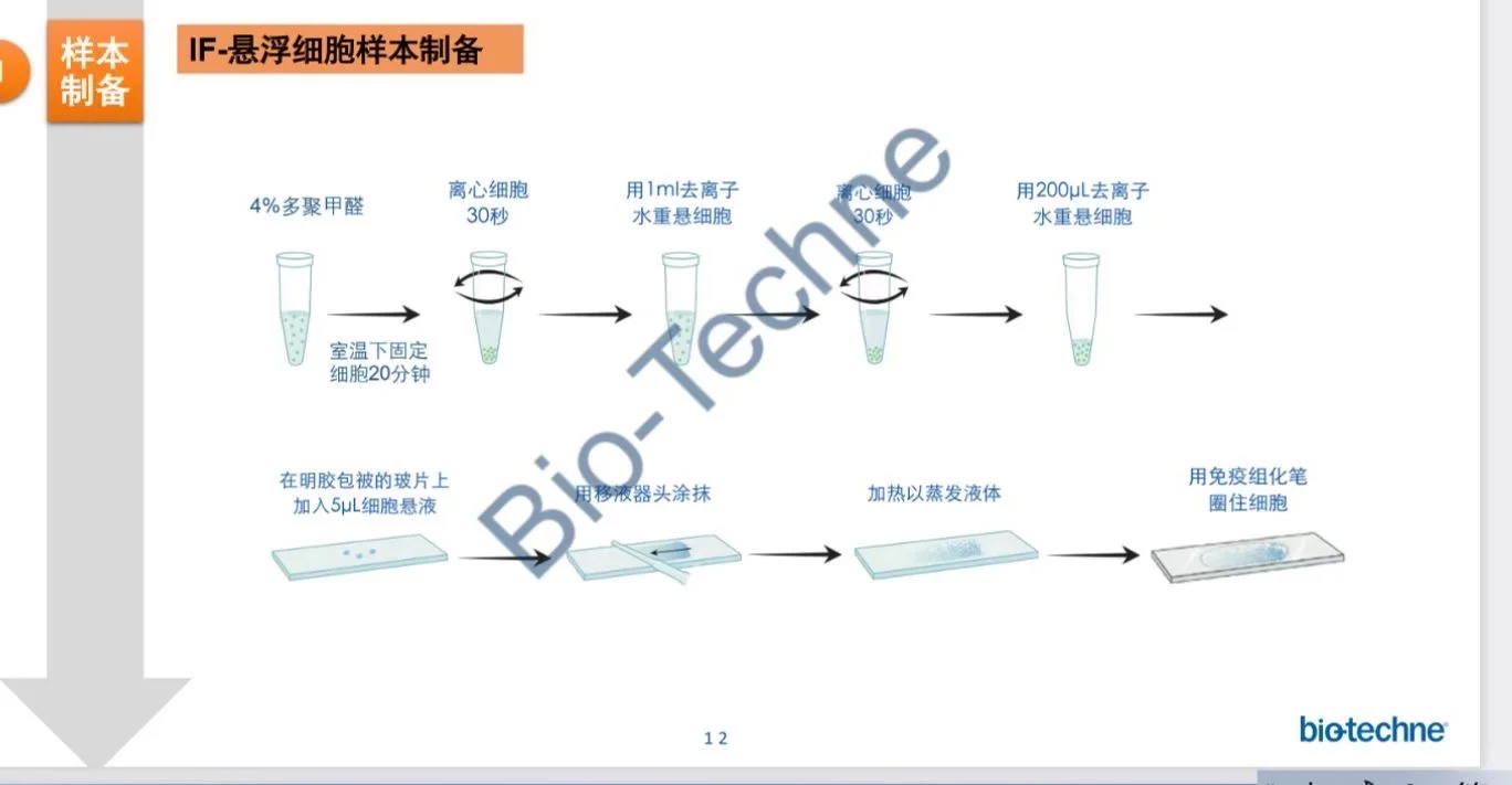 悬浮细胞免疫荧光样本制备（不用爬片版）