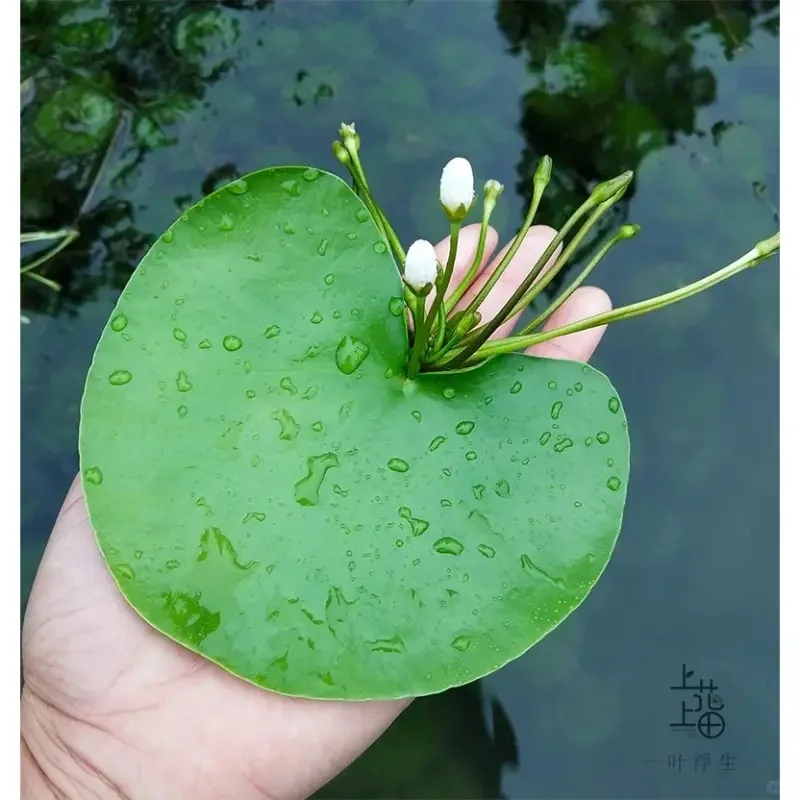 没有过滤器的鱼池也变清澈了，分享方法?