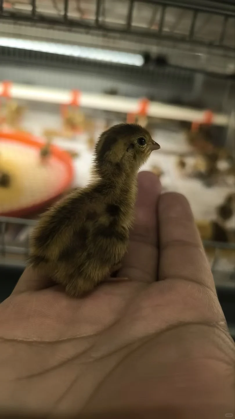 华泰金羽，打造世界一流鹌鹑养殖设备