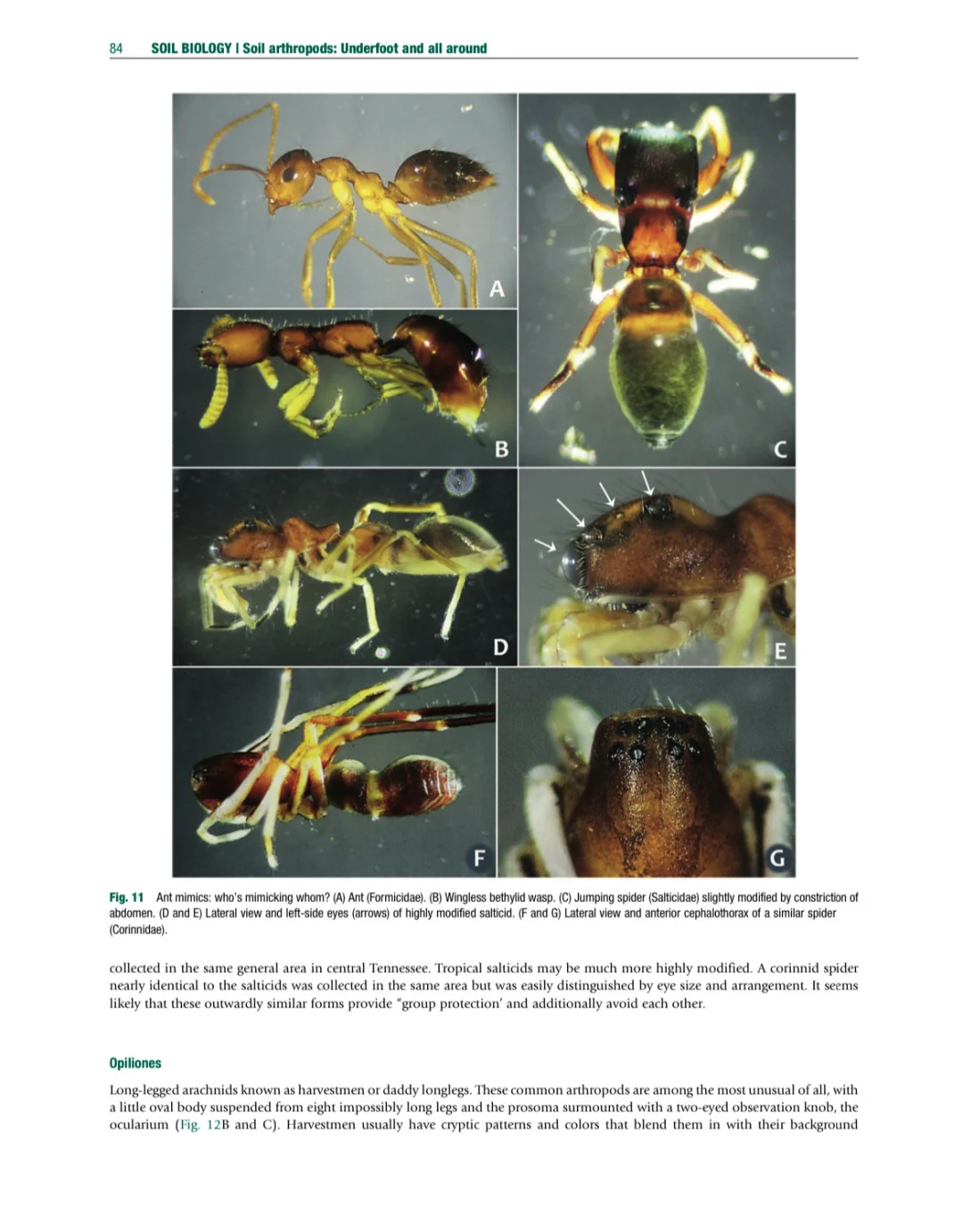 环境土壤学百科全书 第二版