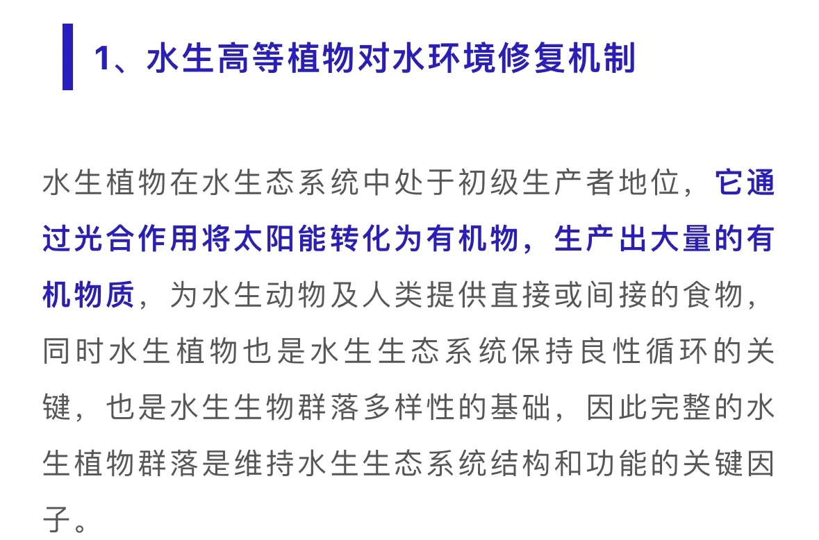 水生植物在水体修复中的妙用……