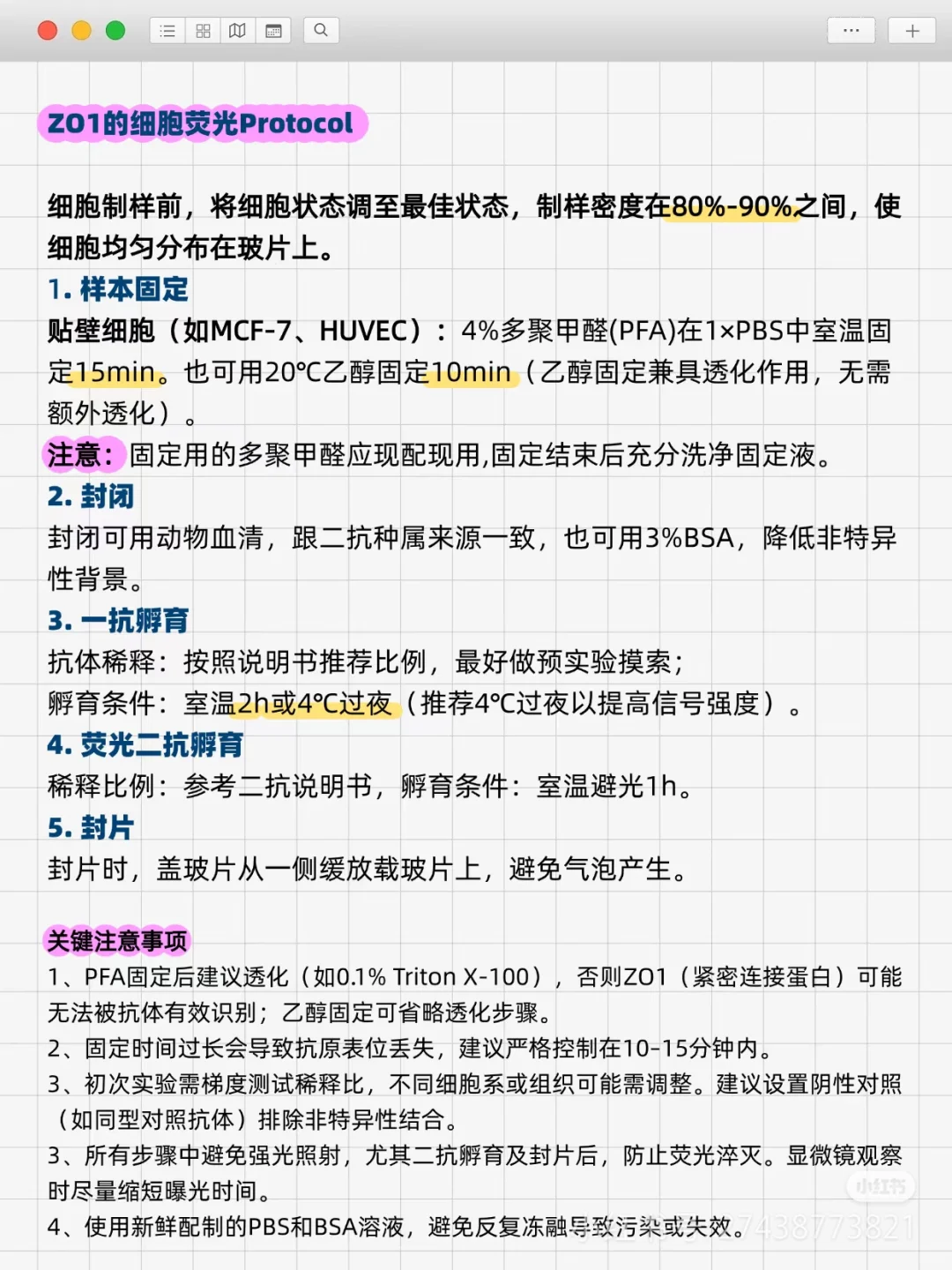 ZO1免疫荧光操作步骤