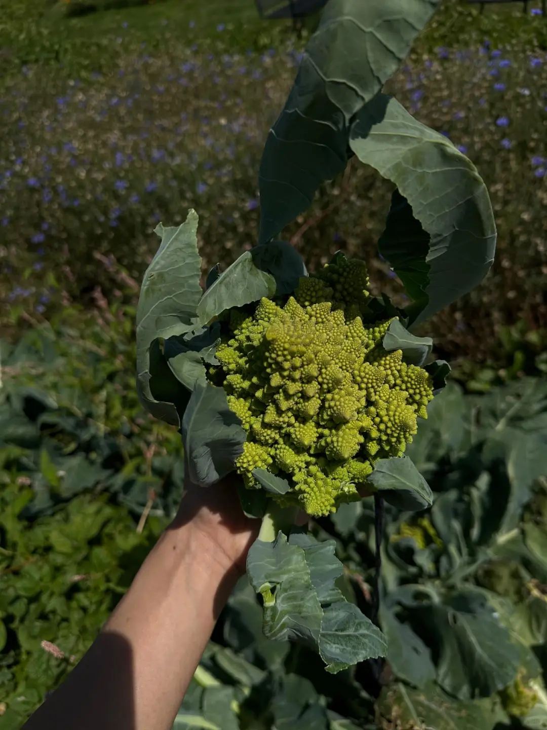 这是我们对土地的回应！