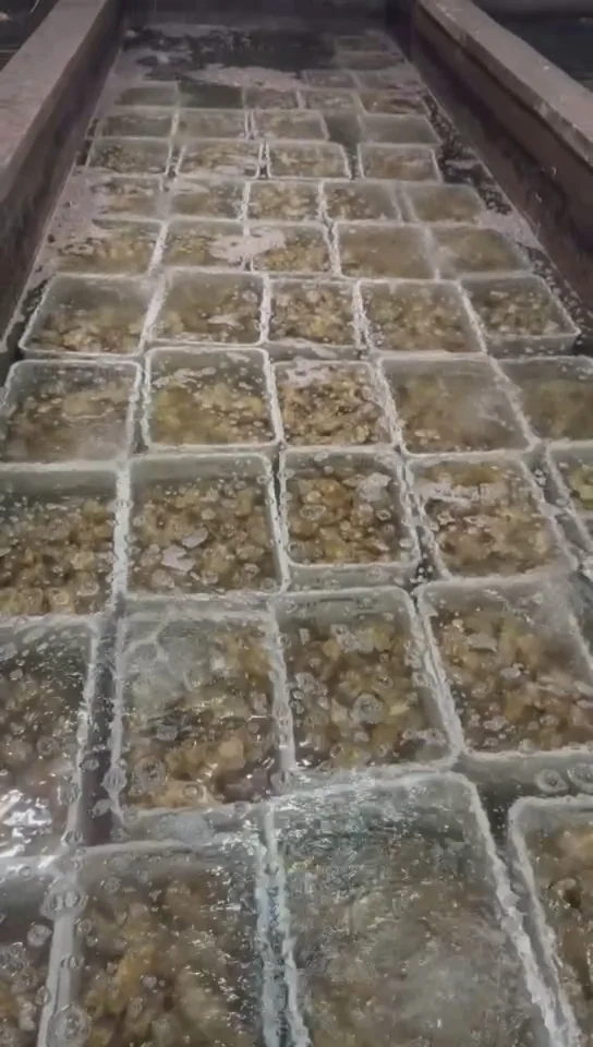 揭秘!古法养殖的生蚝上餐桌前的神秘之旅