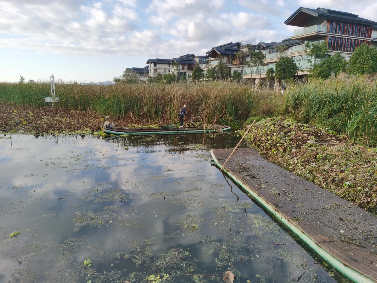 沉水植物修复水生态的重要性
