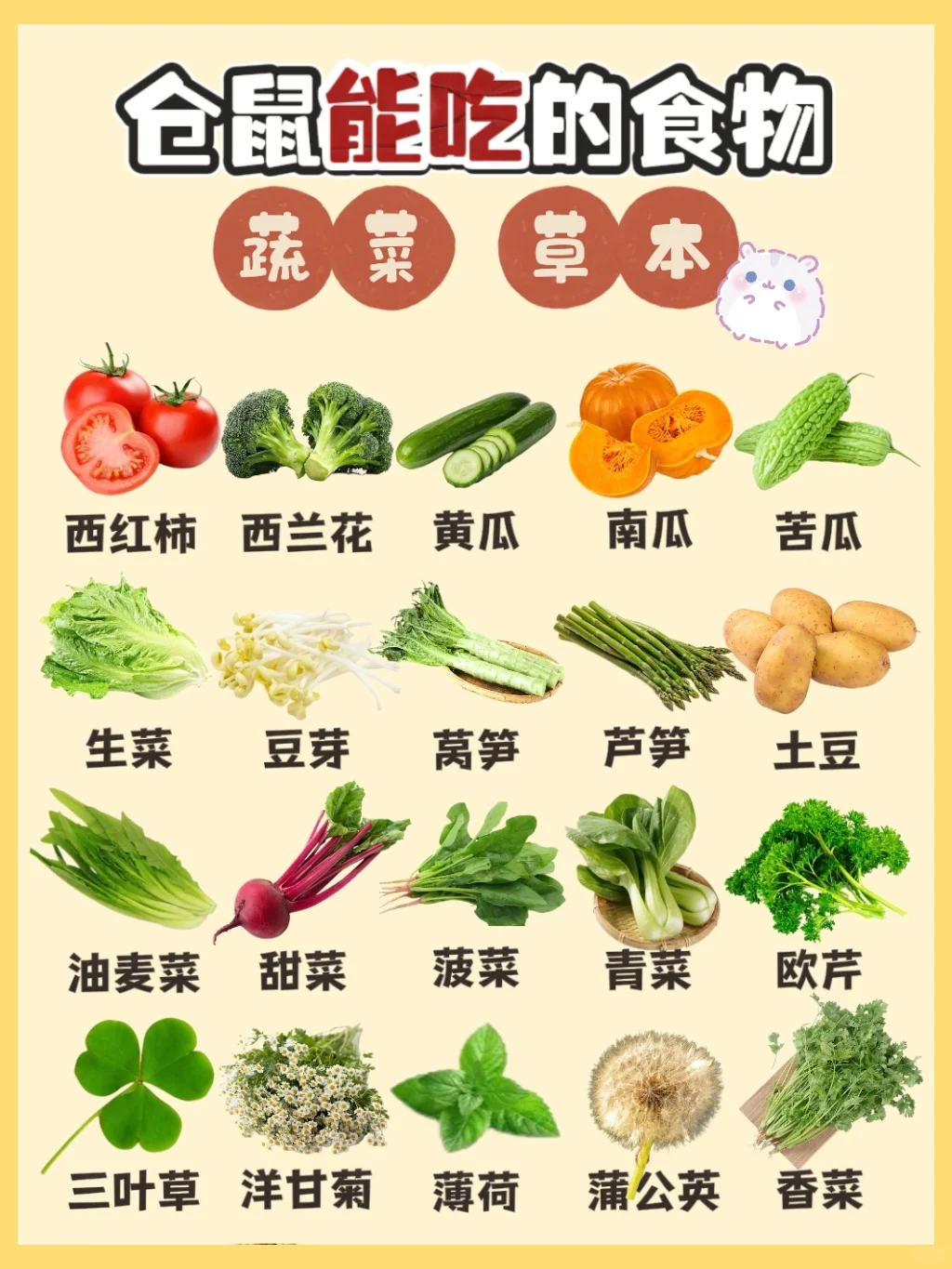 ?仓鼠能吃哪些食物？