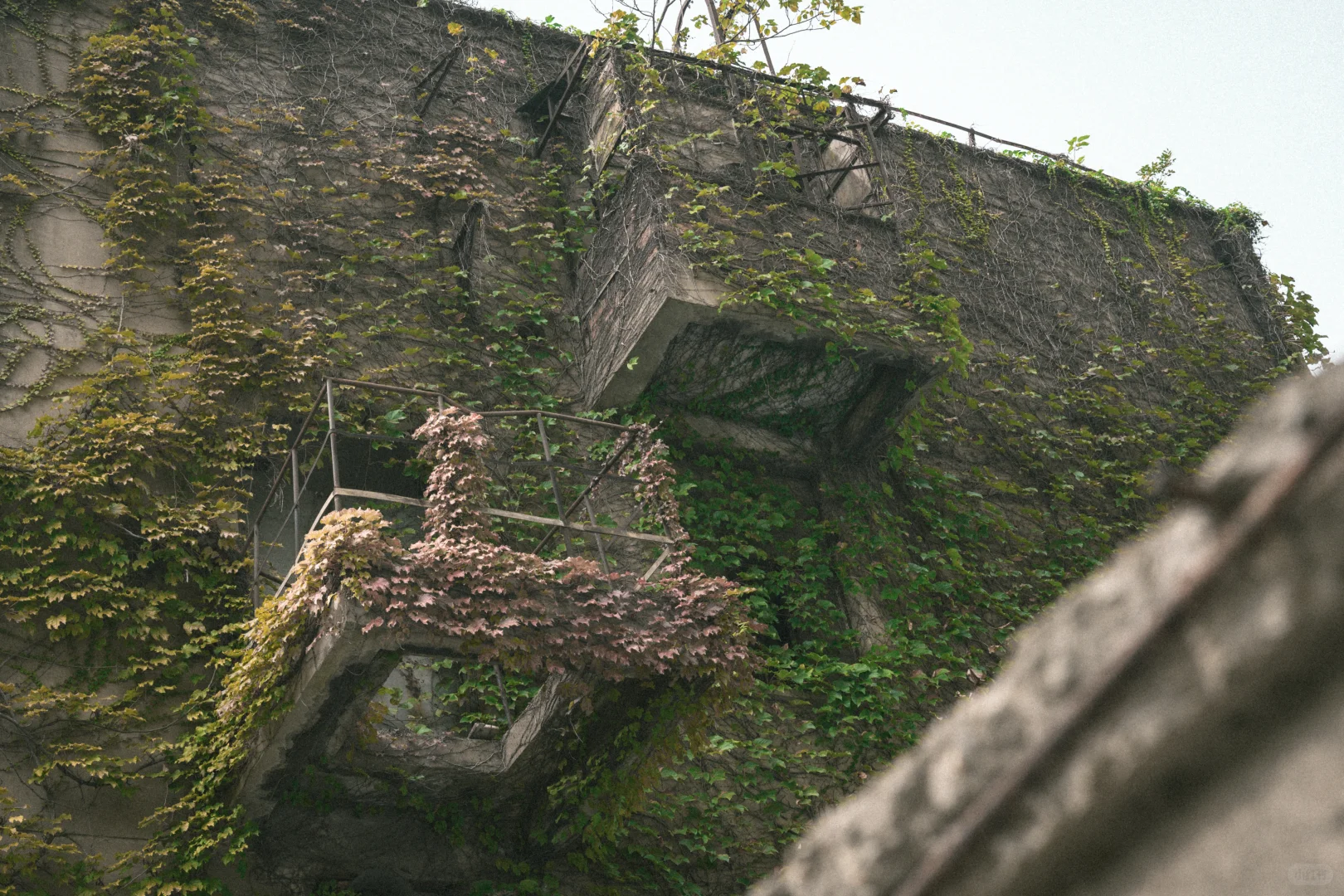 残骸与新生，大自然改造了废弃工厂