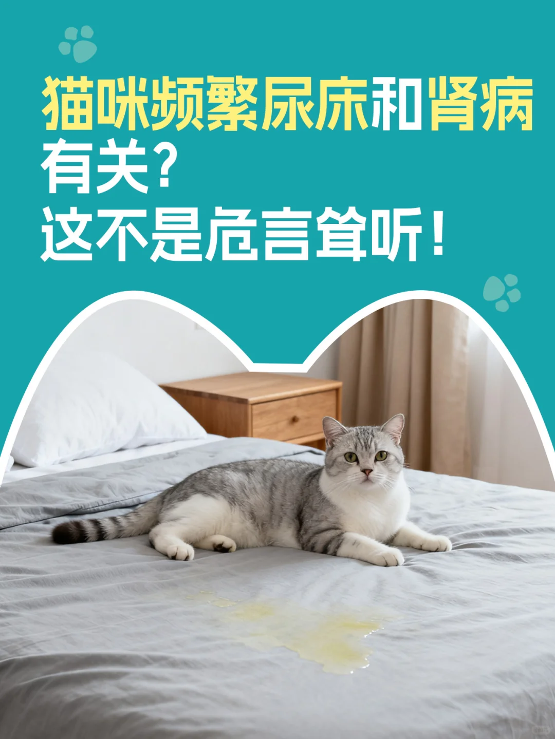 猫咪频繁尿床和肾病有关？这不是危言耸听！