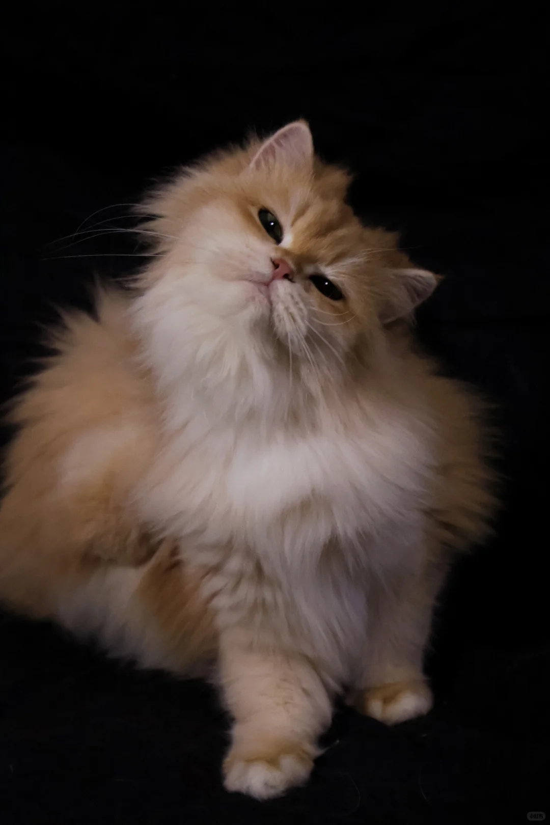 新母单麻双十二长毛金渐层