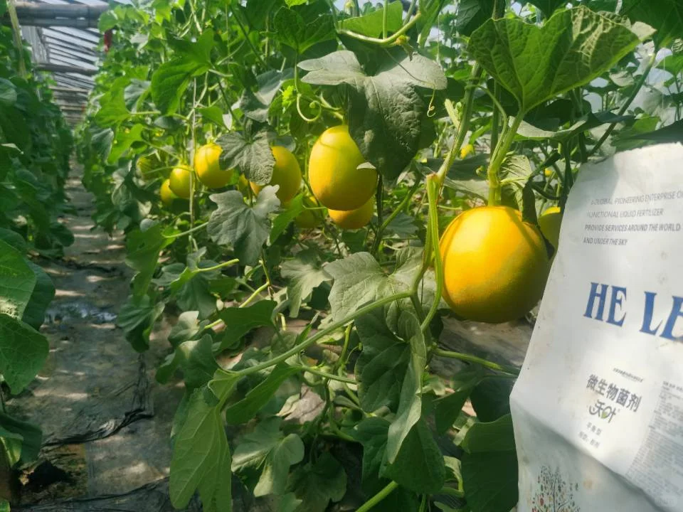 土壤改善用什么肥料？