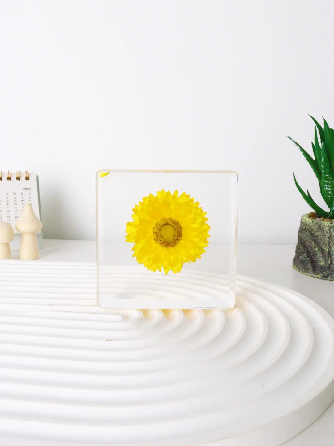 成果验收！不用浇水的好看花花～