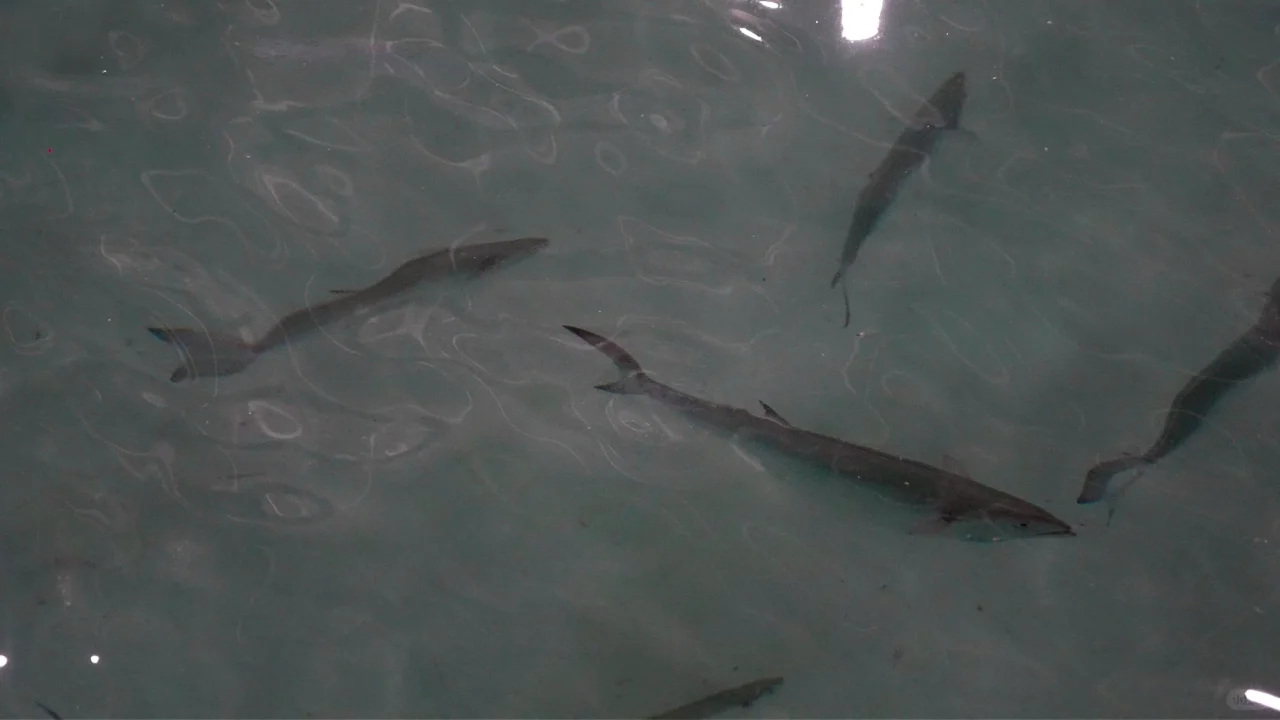 全国首次！宁波人爱吃的这种鱼，实现人工养殖