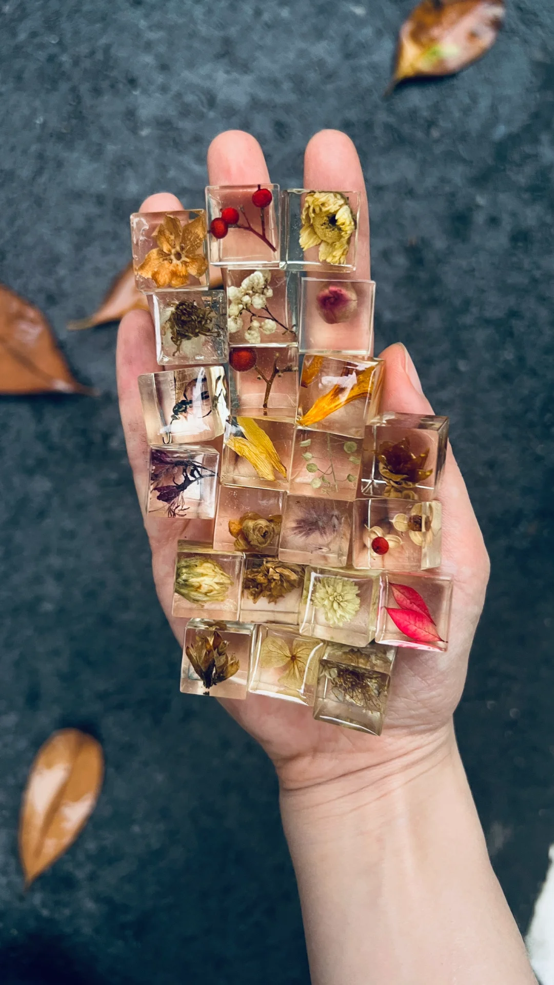 生命立方||植物在方寸间凝固永恒