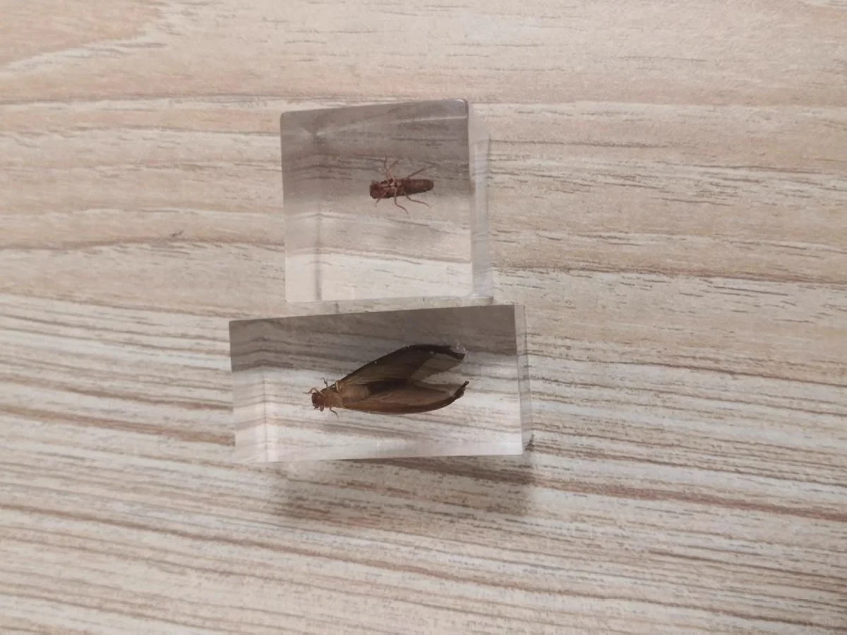 立体滴胶标本制作过程的避坑指南总结!!!