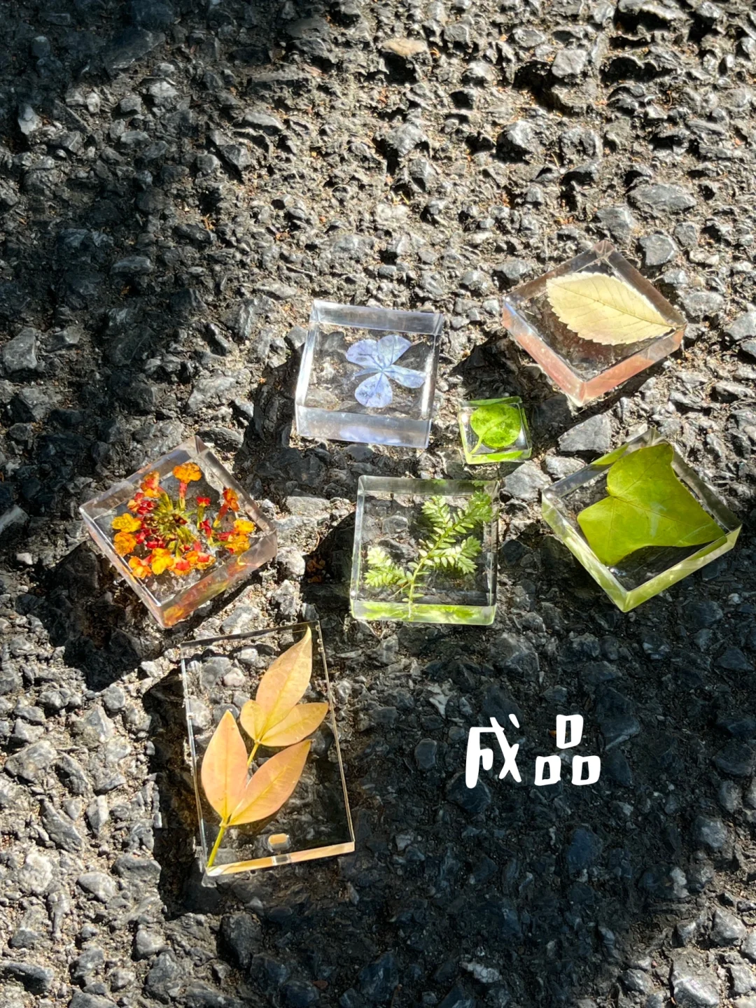 滴胶植物标本?制作详细教程来了