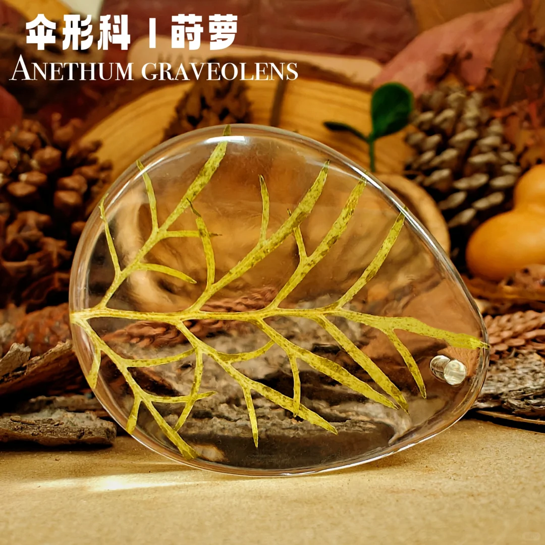 自制｜《手工植物滴胶一》