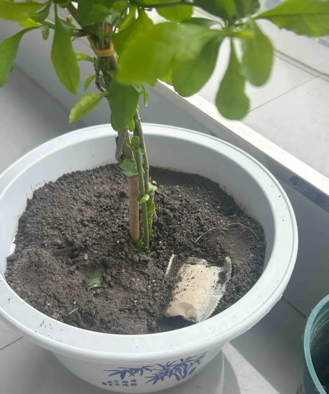 再说毒营养土和工业废土，看图学鉴别