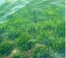 沉水植物修复水生态的重要性