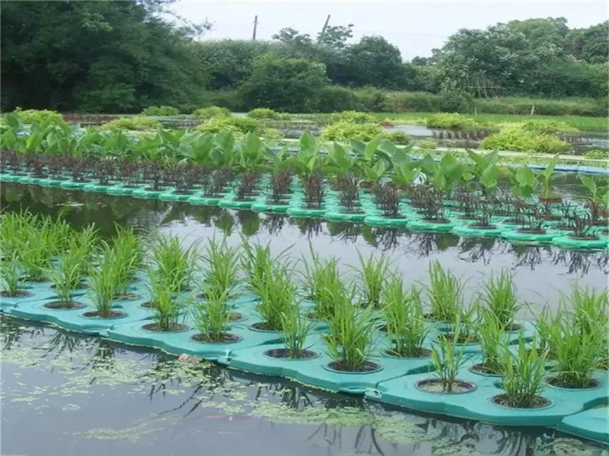 水生态修复植物种植方法与养护技术…