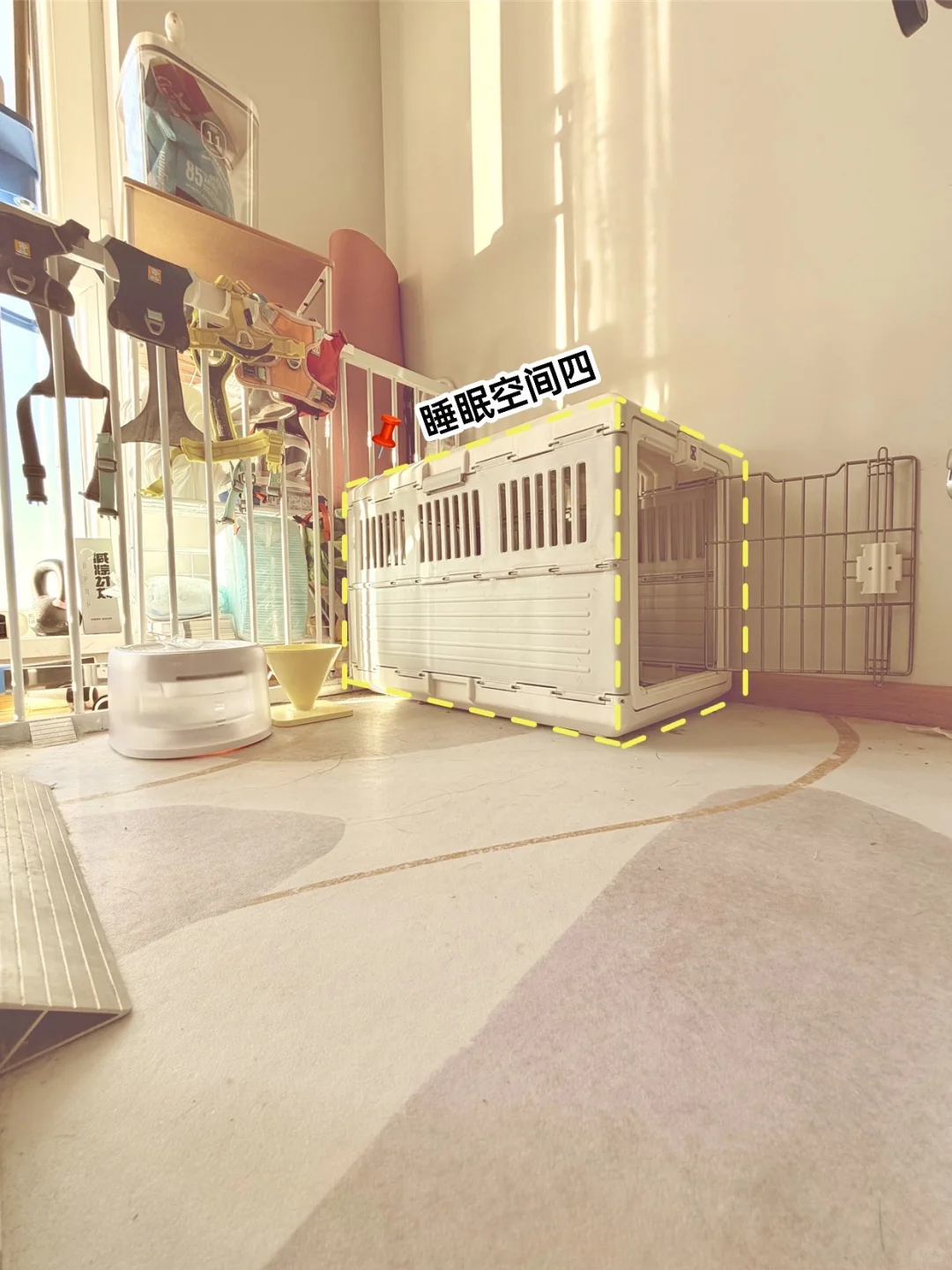 老年犬家庭适老化改造（下）｜防滑和睡眠