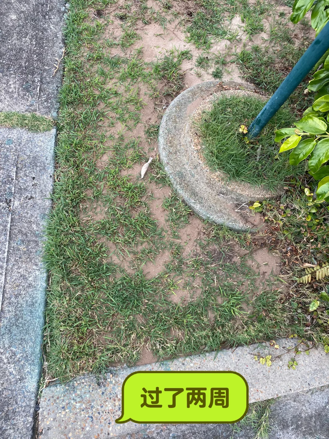 草坪修复与补给