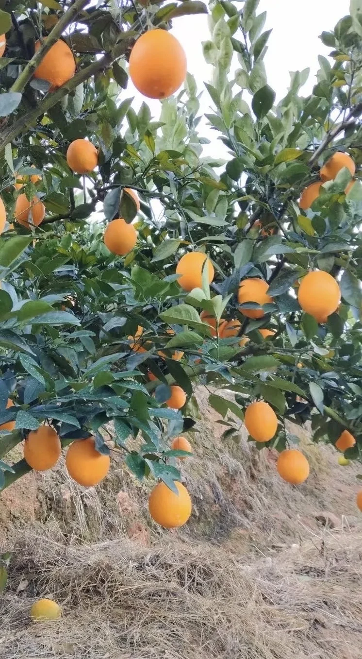 赣南脐橙|冬日里的阳光甜橙 ?