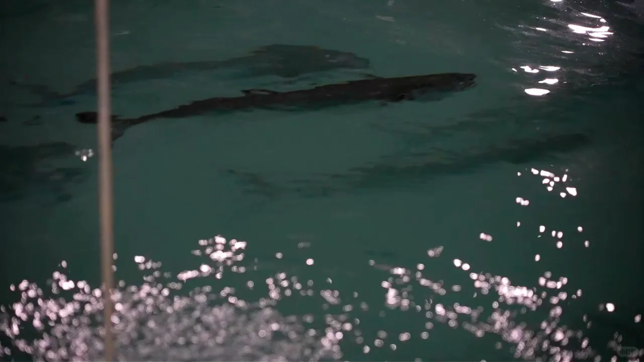 全国首次！宁波人爱吃的这种鱼，实现人工养殖