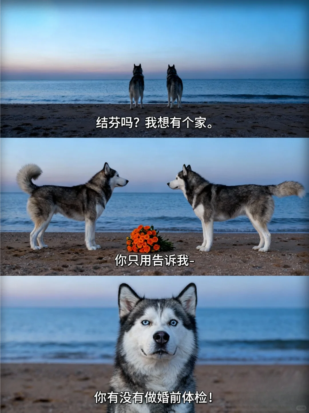 ? 喵/汪圈相亲，都开始卷体检报告了！