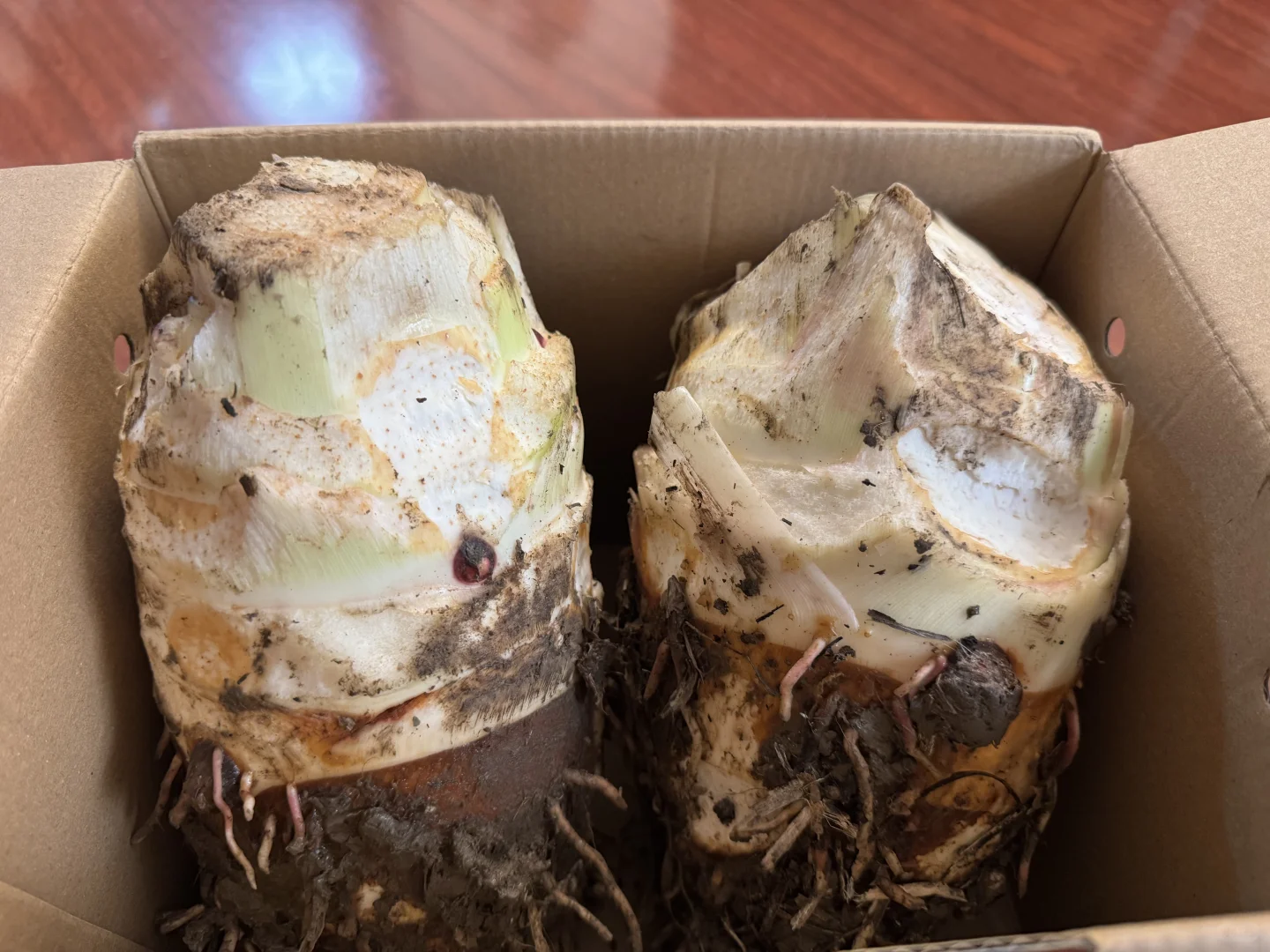 周末遛娃之采摘蔬菜，看看鸡鸭鹅和兔子