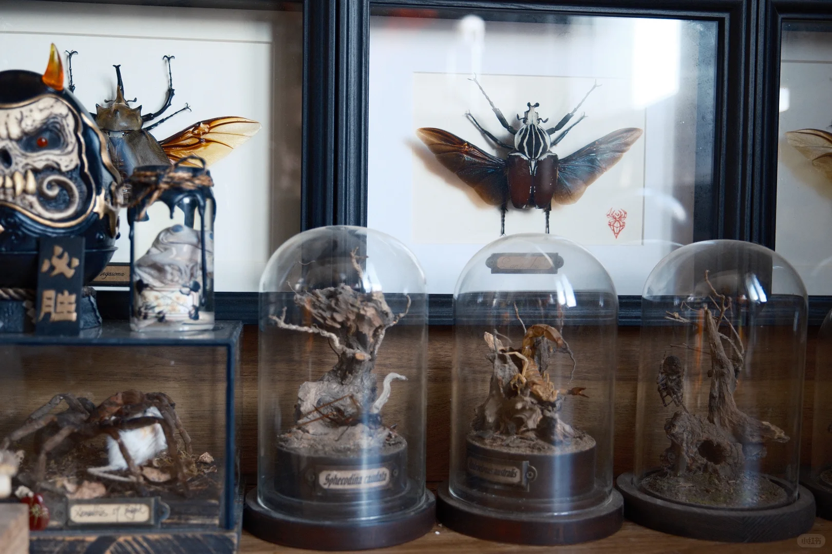 ?手办集｜拥有了一个理想中的好奇柜