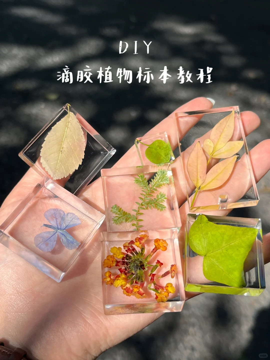 滴胶植物标本?制作详细教程来了
