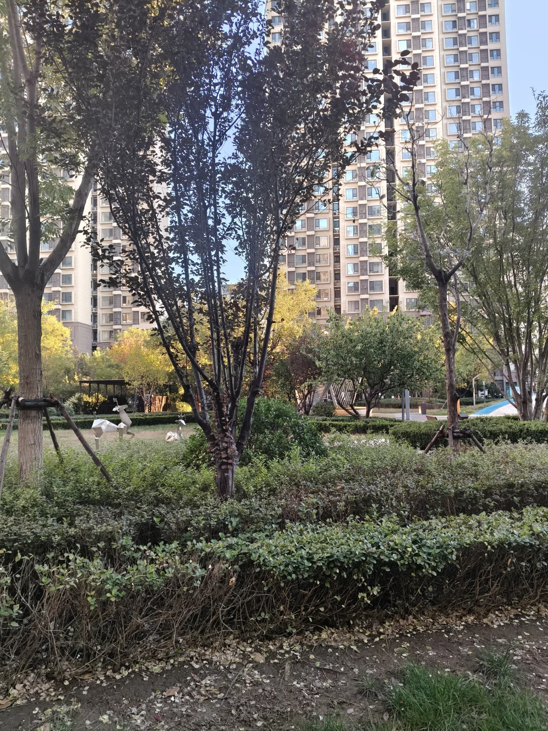 11月修复第二天