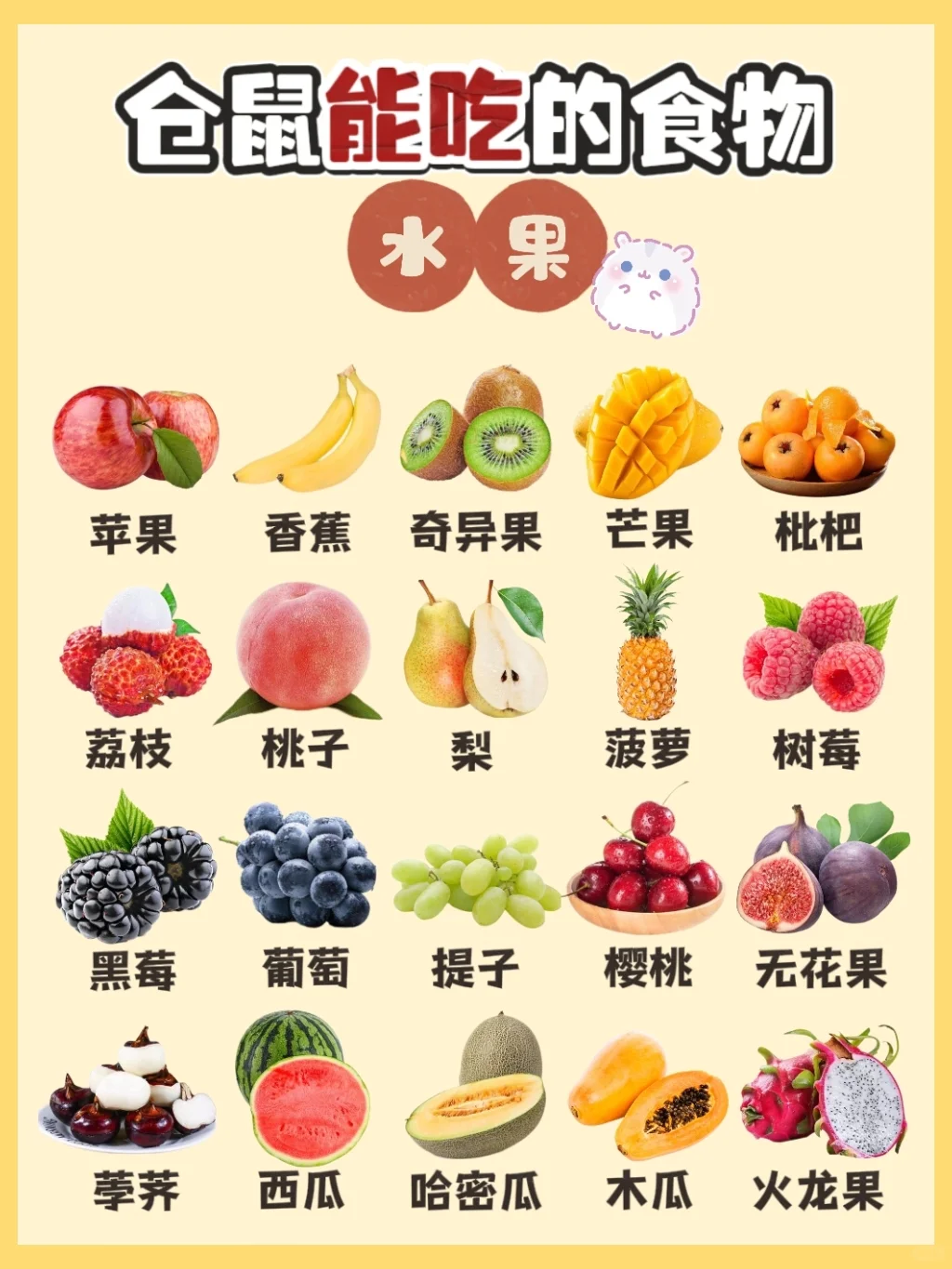 ?仓鼠能吃哪些食物？