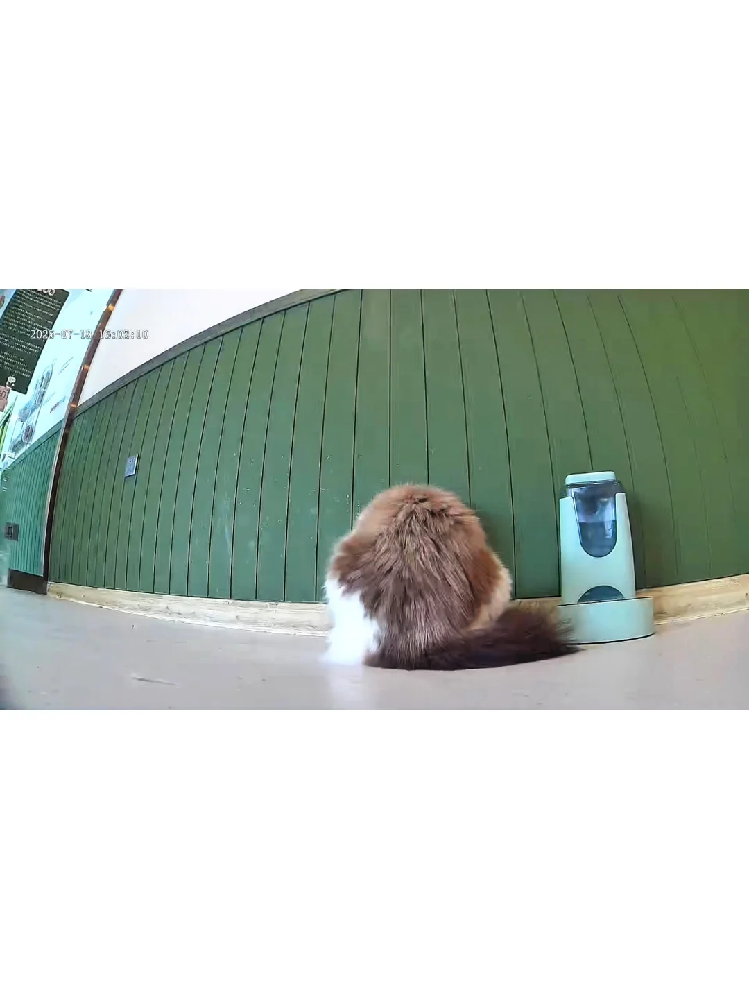 famue宠物移动监控,使用感受