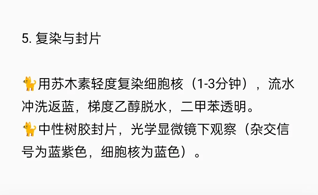 原位杂交（FISH）检测实验流程