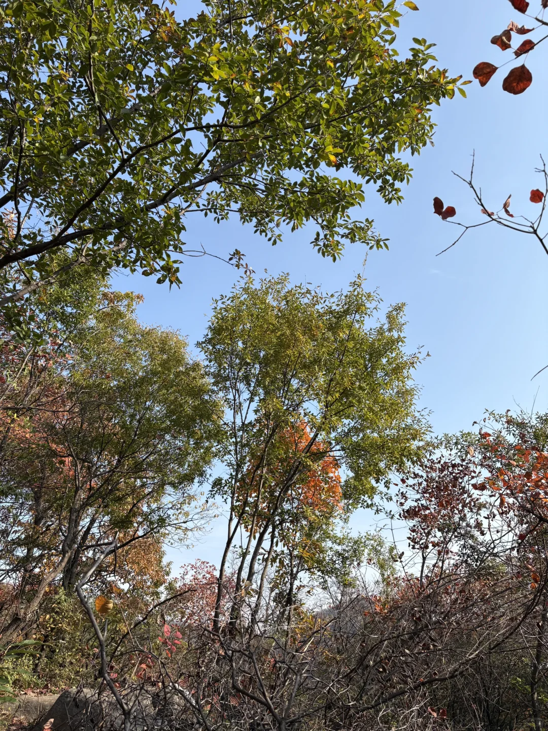 巩义达西沟赏红叶保姆级攻略?