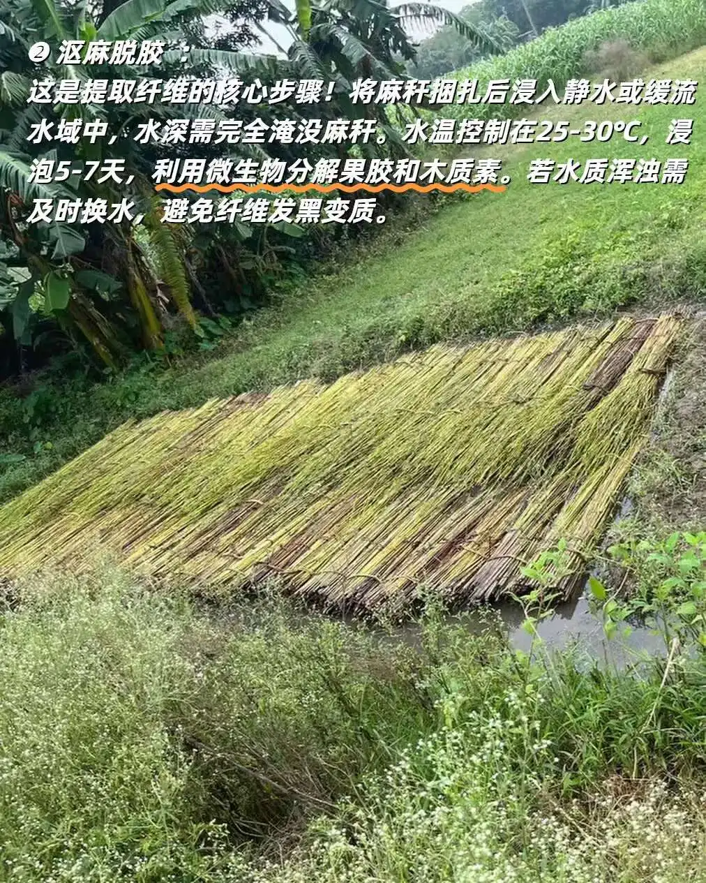 黄麻“变形记”|黄麻从收割到成品的全流程揭