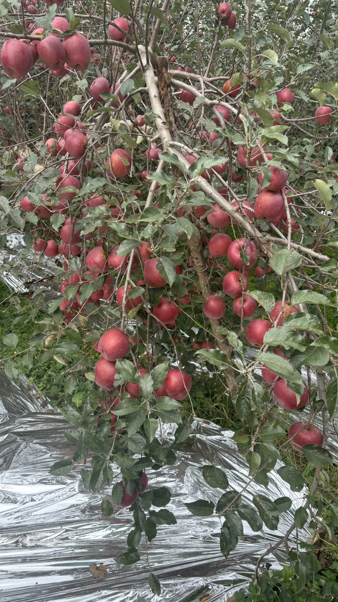 【招募令】昭通“丑苹果”溯源直播达人合作