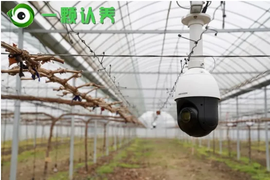 数字赋能：可视化认养农业新图景