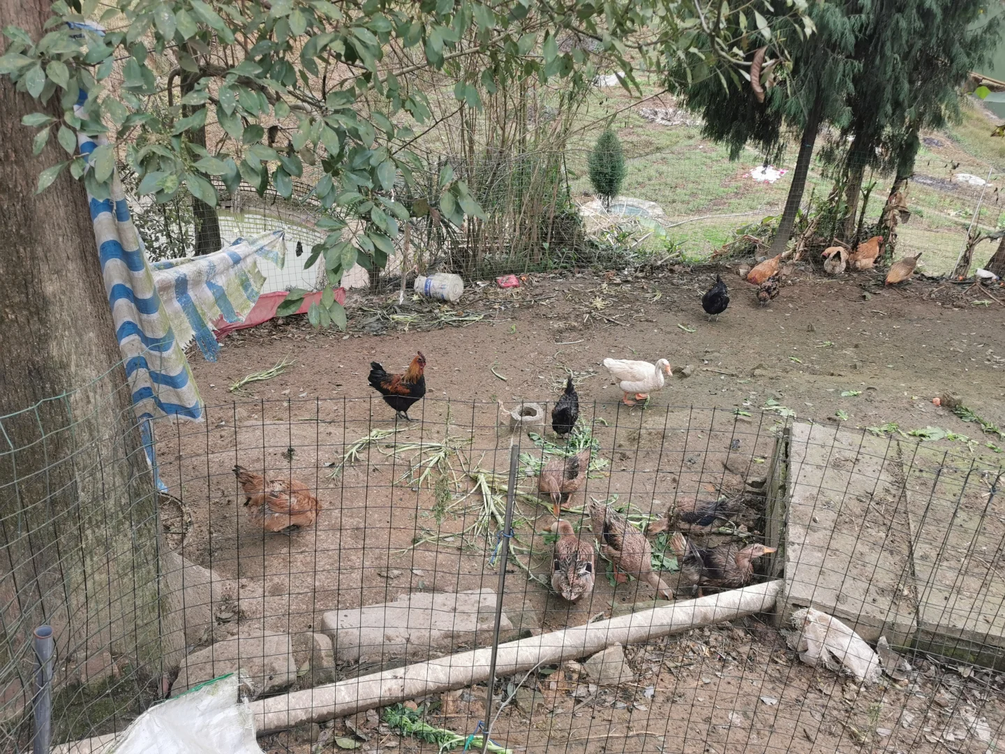 重庆大渡口双山也有土鸡土鸭农产品了