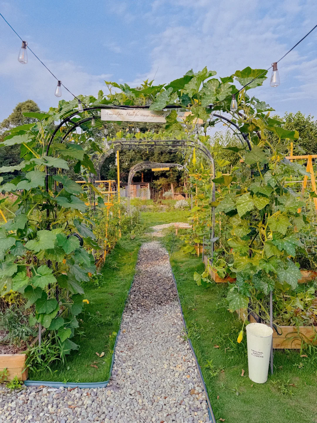 让瓜藤爬成拱门?实用又好看 省空间还遮阴