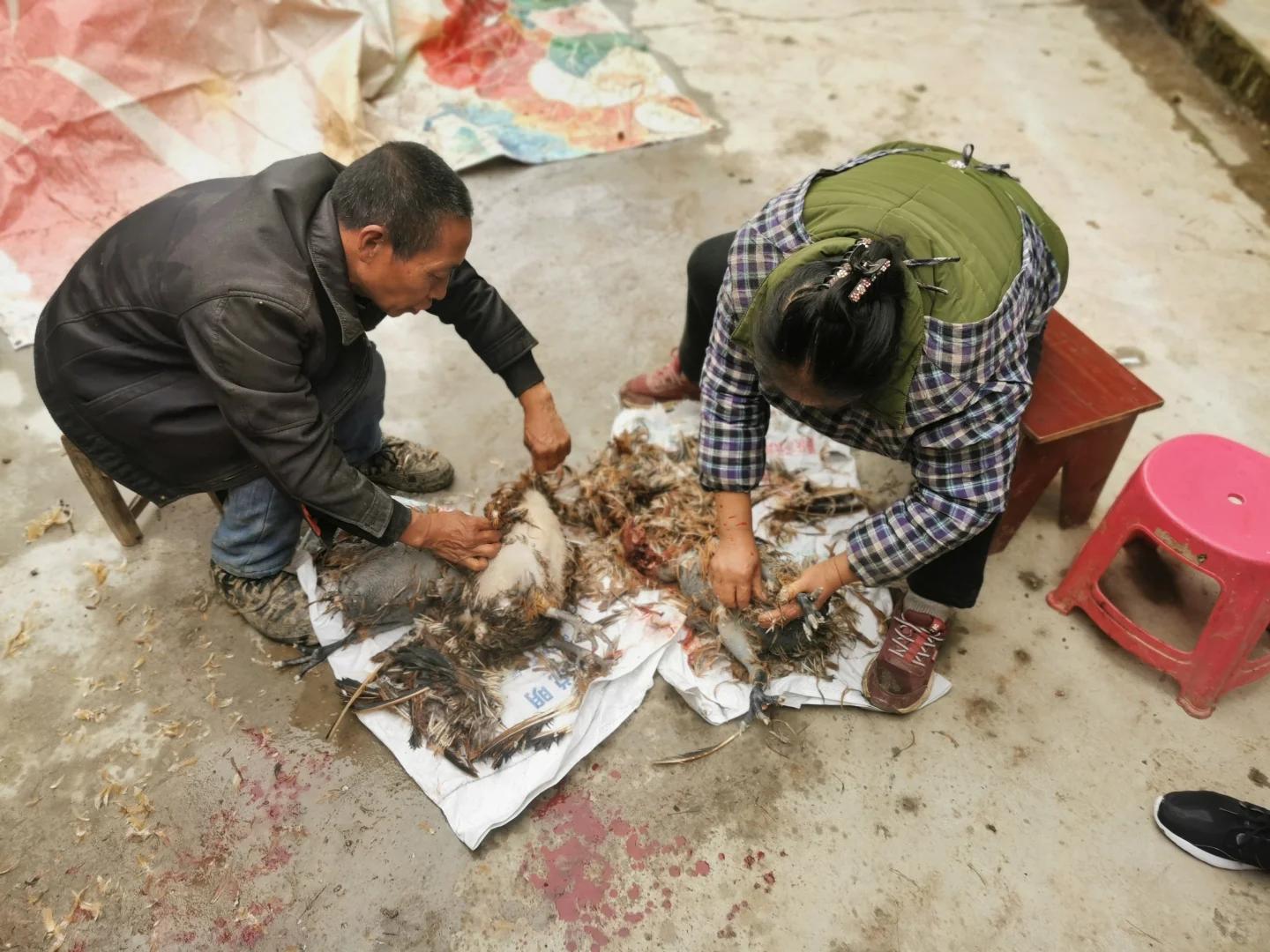 重庆大渡口双山也有土鸡土鸭农产品了