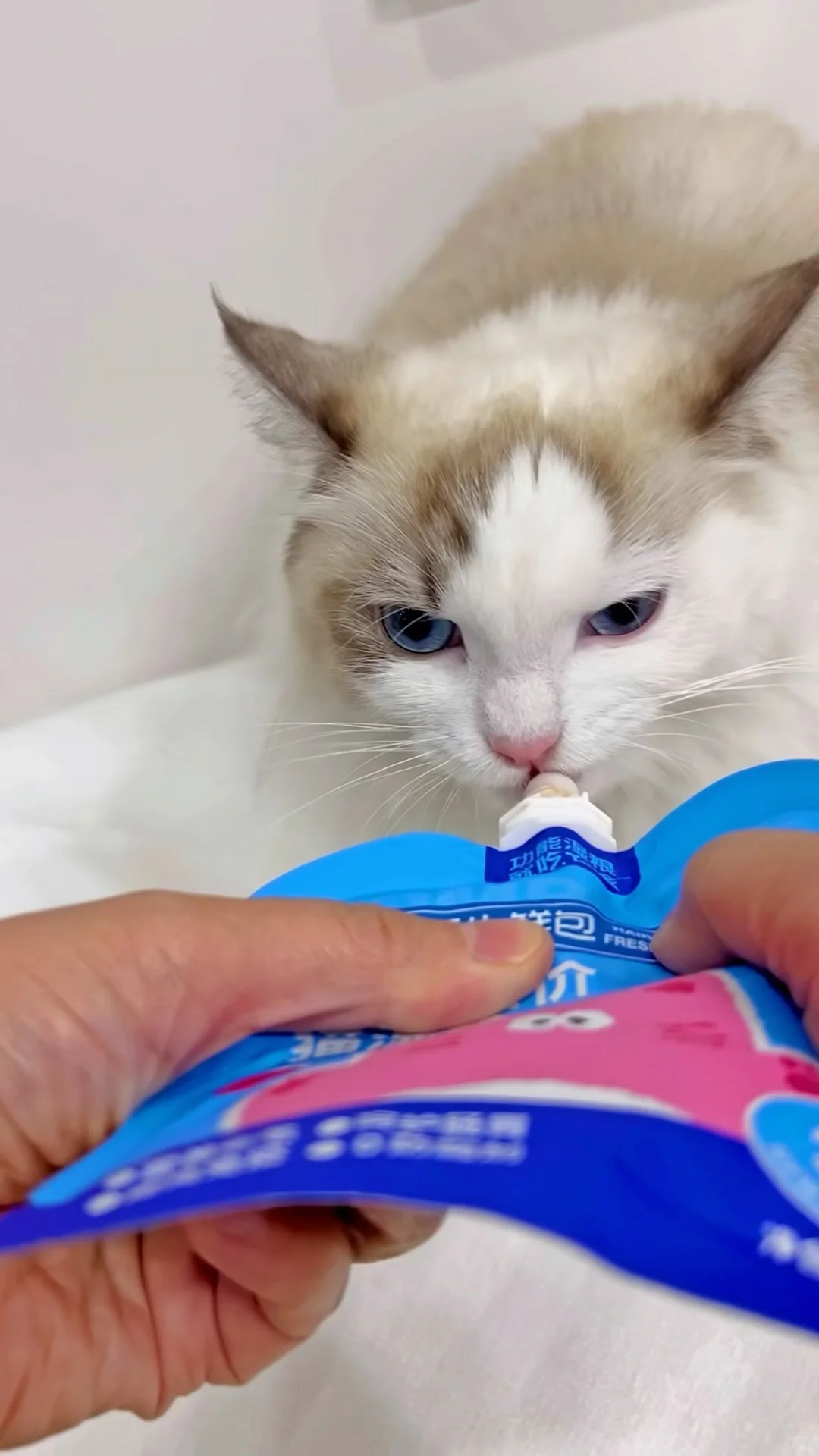 养小帽咪的家长们看过来！?