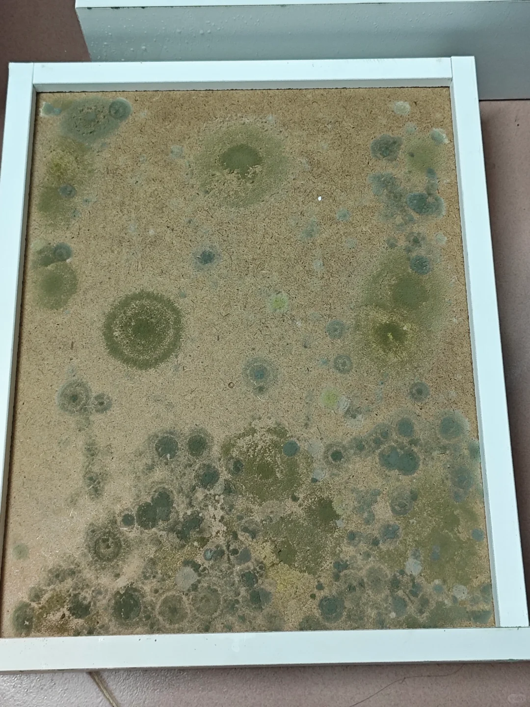 100天验证木头防霉上木蜡油真的有用！