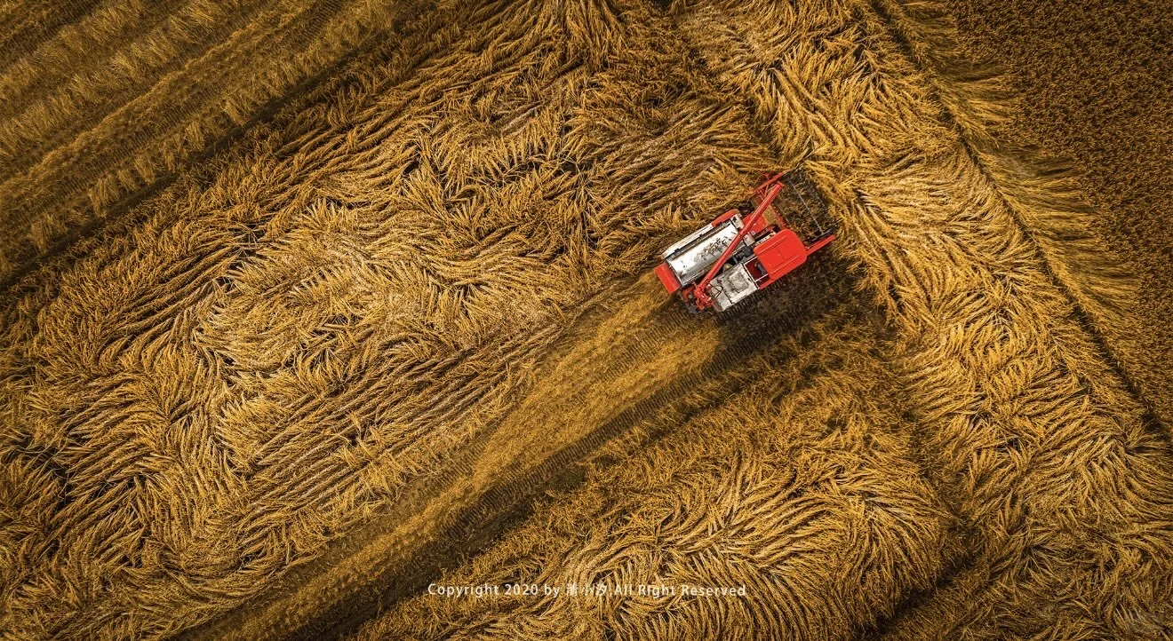 ?地球的“碳水浪漫”｜国际粮食日