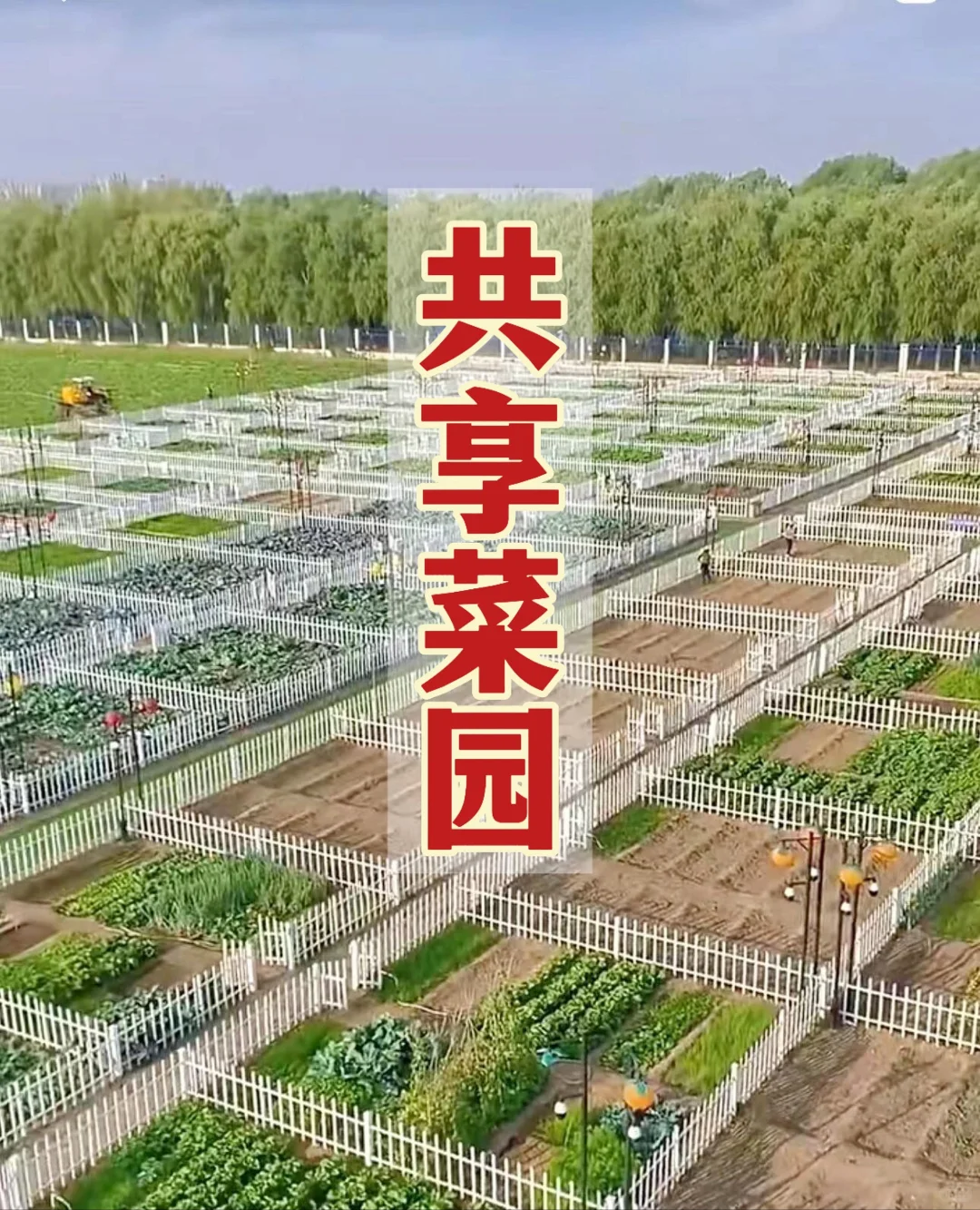 年收入1800万，百亩农田把共享菜园玩明白了