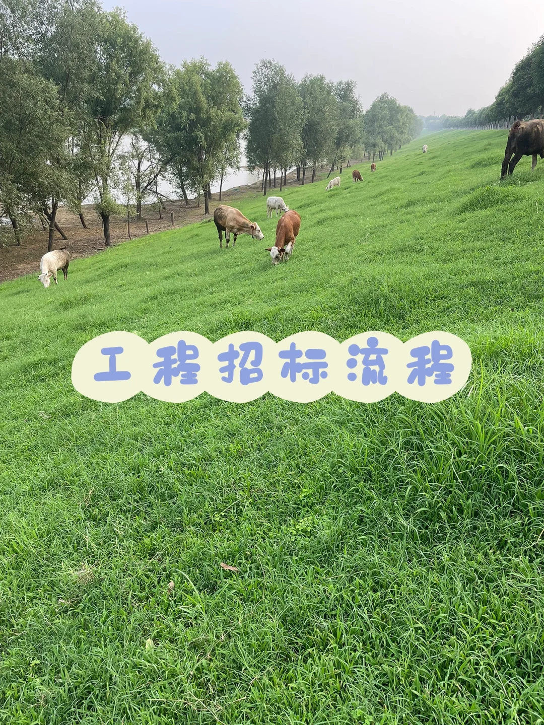 每天分享一个知识点 工程招标流程