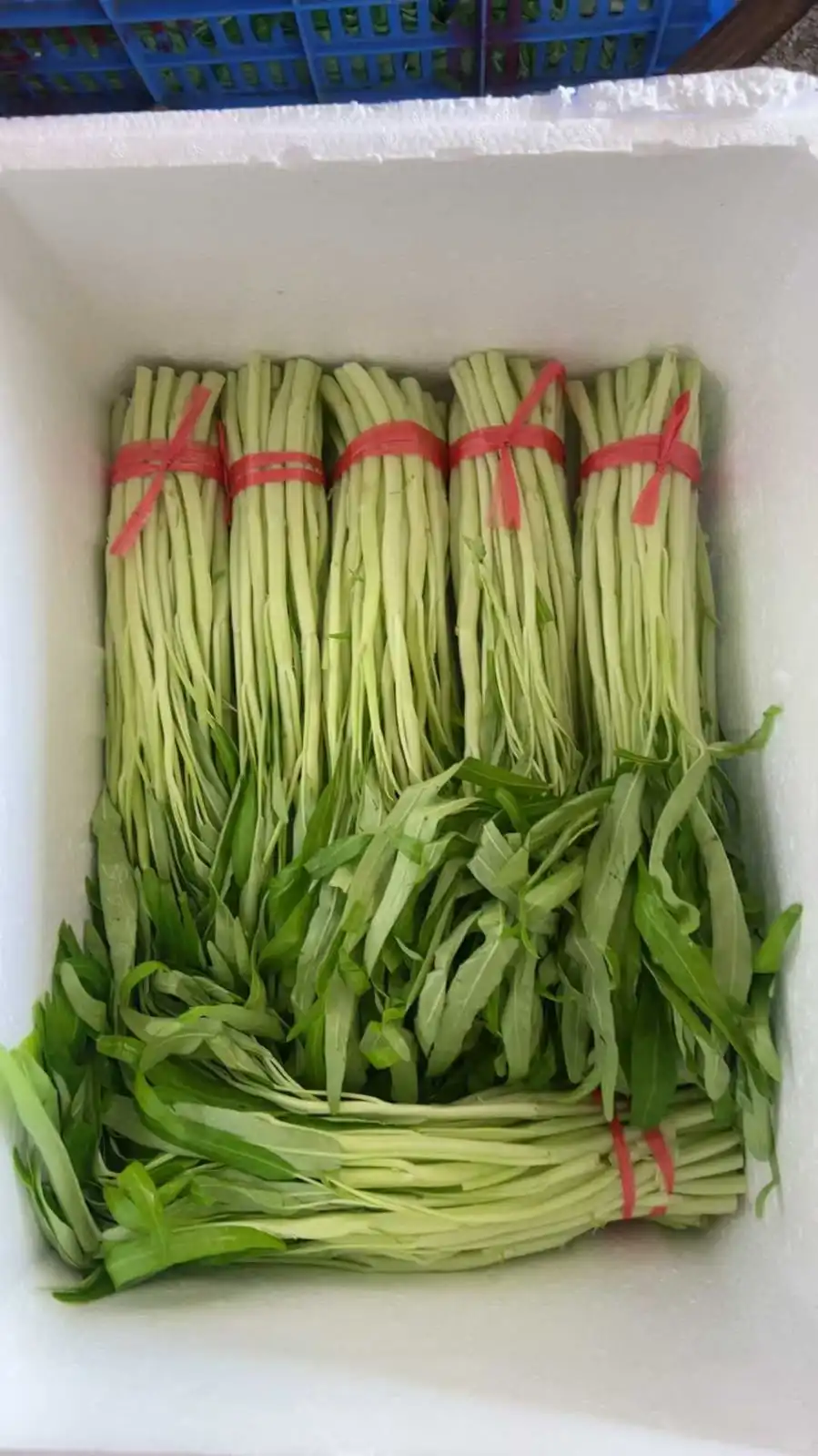 港蔬菜,一條龍??服務 优质客户可月結