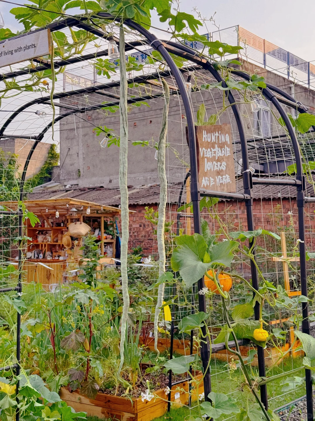 让瓜藤爬成拱门?实用又好看 省空间还遮阴