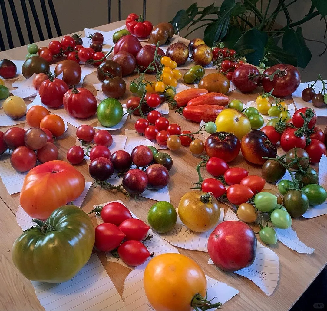 来自30多个国家300多种番茄回归了！！